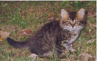 gatti Un micio in casa…